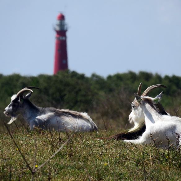 Vuurtoren op Schiermonnikoog